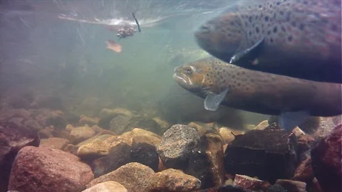 Sea trout Stock Footage 263806721