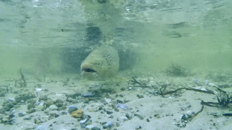 Sea trout Video stock 264140864