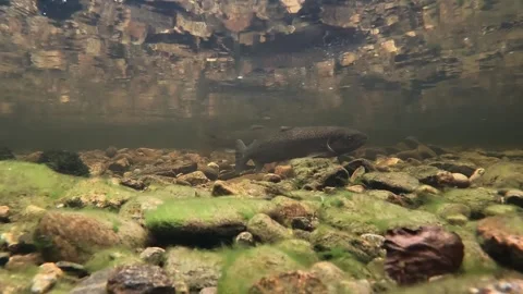 Sea trout shifting position in shallow fast river underwater timelapse Stock Footage 331152730