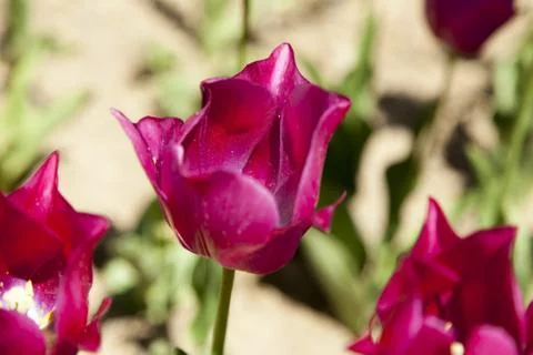 Sea of tulips Stock Photos