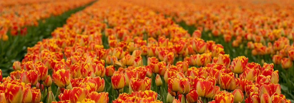 A sea of tulips Stock Photos