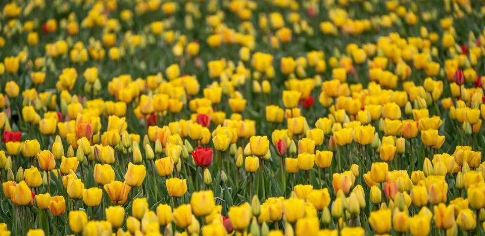 A sea of tulips Stock Photos