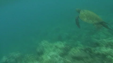 Sea Turlte Video stock 487167