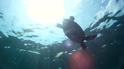 Sea Turlte in Light Rays Stock Footage 26141534