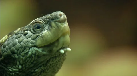 Sea turtle 0069IG Stock Footage