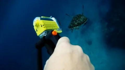 Sea turtle 1 Stock Footage 10803710