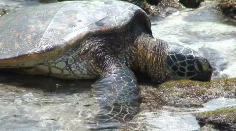 Sea Turtle 2 Stock Footage 653734