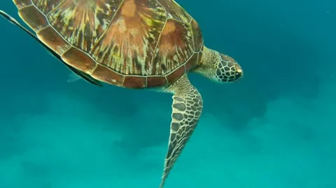 Sea turtle 2 Stock-Footage 10803714