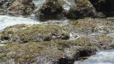 Sea Turtle 3 Stock Footage 653853