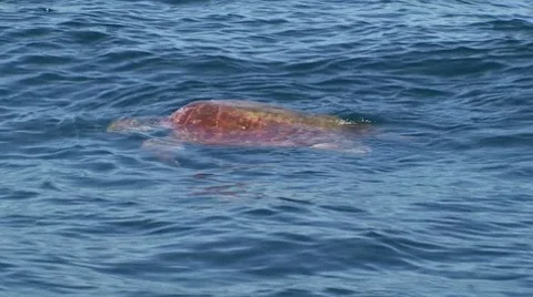 Sea Turtle from Above Stock Footage 7138071