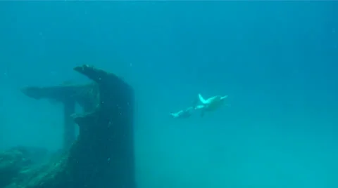 Sea Turtle and Diver Stock Footage 26141474