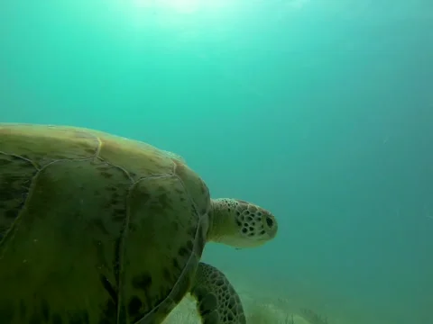 A sea turtle and fish at the bottom of the ocean Video stock 42137951