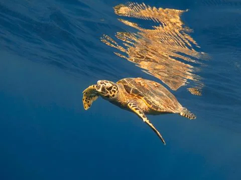 Sea turtle and its reflection on the surface of the water Stock Photos