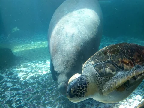Sea Turtle and a Manatee Stock Footage 80689461