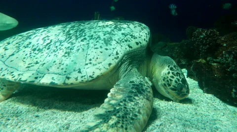 Sea turtle and shark swimming in deep ocean at Vancouver aquarium Stock Footage