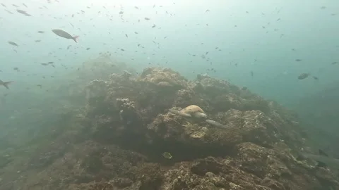 Sea turtle and a wite tip reef shark swimming in coiba, panama Video stock 338341679