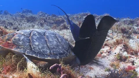 Sea turtle with Angelfish,Triggerfish Vídeo Stock 7748612