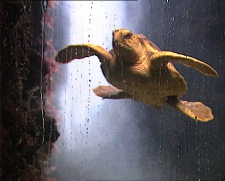 SEA TURTLE in aquarium Stock-Footage 22713860