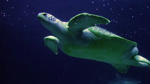 Sea Turtle in Aquarium Video stock 68942622