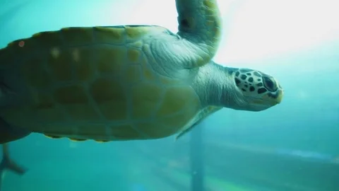 Sea turtle in aquarium Stock Footage 74276974