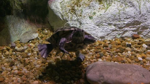 Sea turtle in an aquarium Stock Footage 106667802