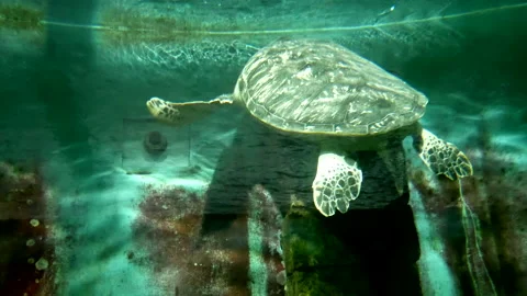 Sea turtle in the aquarium Stock Footage 198659278