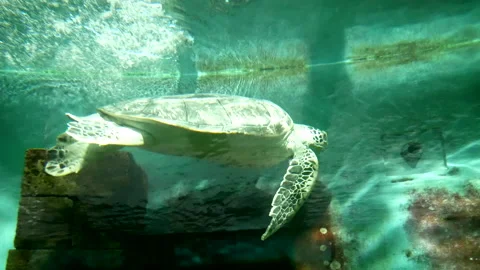 Sea turtle in the aquarium Stock Footage 198659416