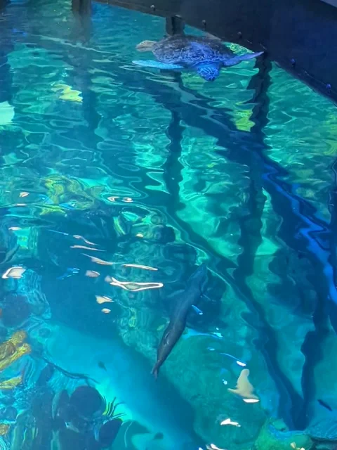 Sea turtle Aquarium Stock Footage 238891444