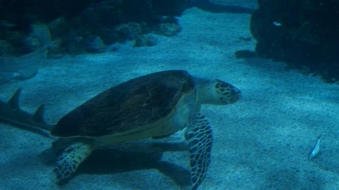 Sea Turtle aquarium Monaco Monte Carlo Oceanographic Museum Video stock 120179657