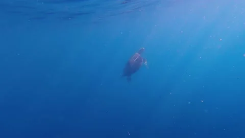 Sea Turtle ascending to Surface for Oxygen  Stock Footage 142657073