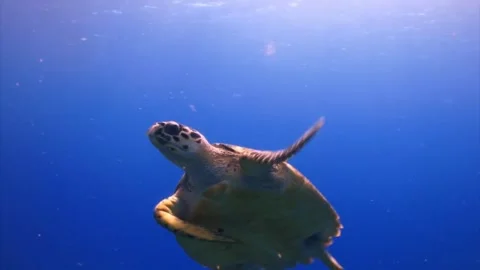 Sea Turtle Ascending Through Deep Blue Ocean Water Stock Footage 296857025