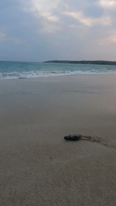 Sea Turtle Babies Hatch and Move to Ocean Kefalonia Greece Wildlife Scene Vídeos de archivo 331288170