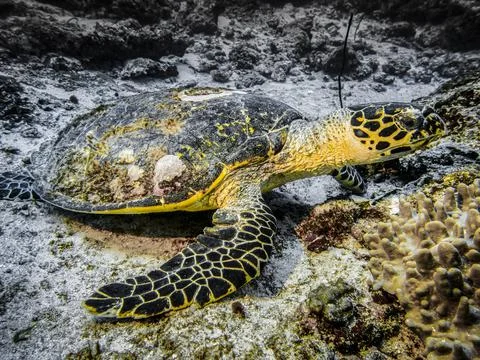 Sea turtle on the background of corals at the bottom in the Indian ocean Foto stock