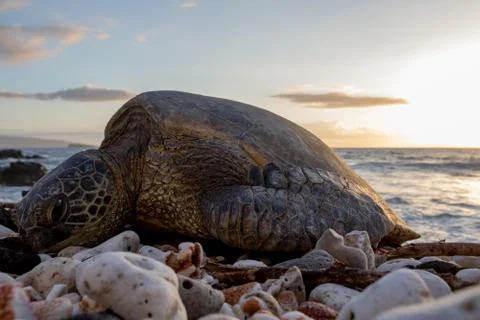 Sea Turtle On Beach During Sunset Stock Photos