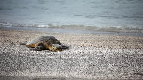 Sea turtle on beach Stock Footage 42110877