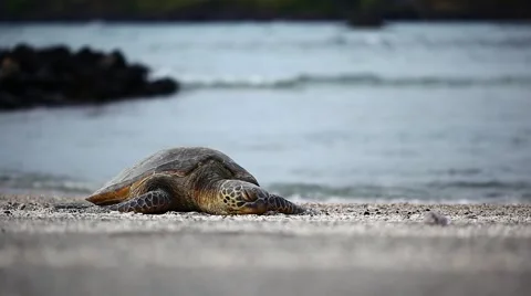 Sea turtle on beach Stock Footage 42111201