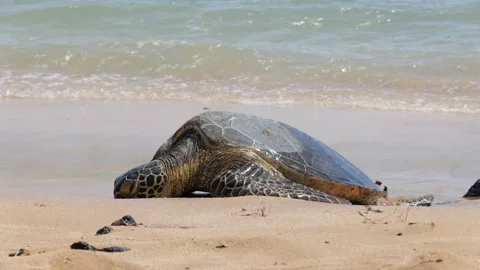 Sea turtle on beach gets hit by a wave Stock Footage 342191954