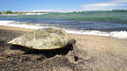 Sea turtle on beach moving to ocean Stock Footage 111657977