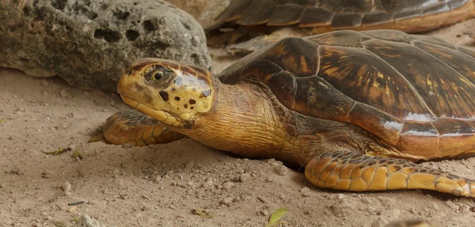 Sea turtle on the beach Stock Photos
