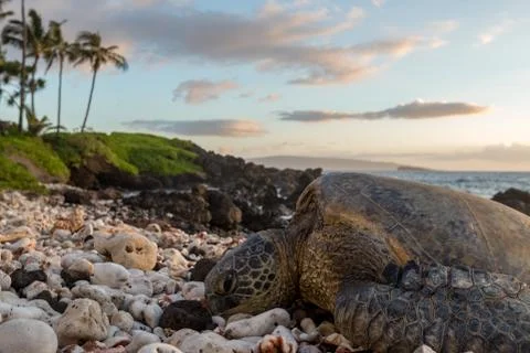 Sea Turtle On The Beach Stock Photos