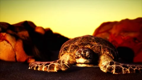Sea turtle at beach sand Stock Footage 129082027