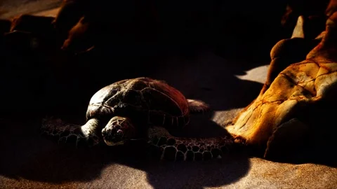 Sea turtle at beach sand Stockbeeldmateriaal 129880839