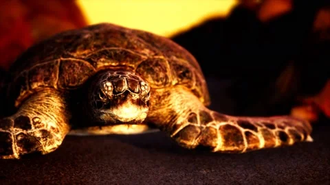 Sea turtle at beach sand Stock Footage 131657487