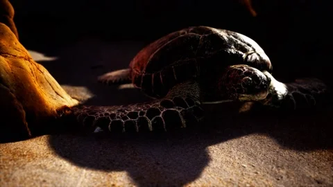 Sea turtle at beach sand Stock Footage 131657938