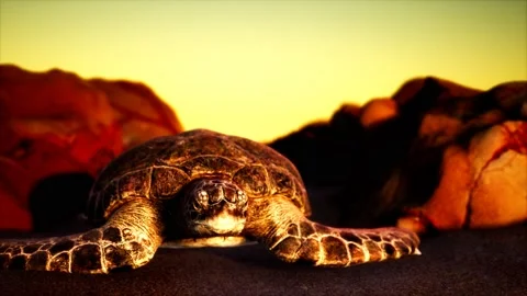 Sea turtle at beach sand Video stock 133849192