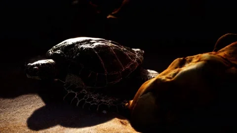 Sea turtle at beach sand Stock Footage 133849243
