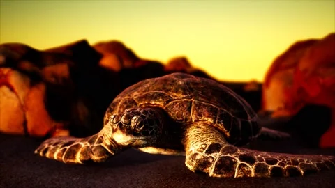 Sea turtle at beach sand Stock Footage 135911828