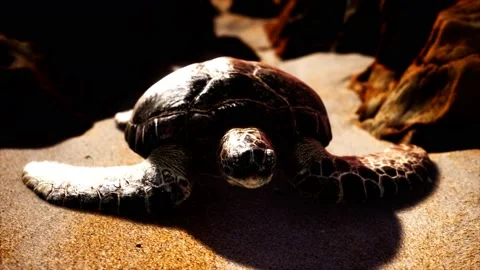 Sea turtle at beach sand Stock Footage 135912472