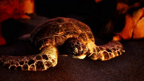 Sea turtle at beach sand Stock Footage 138929596