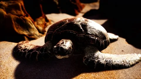 Sea turtle at beach sand Stock-Footage 138929711